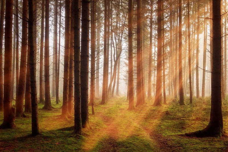 Mystical greenery