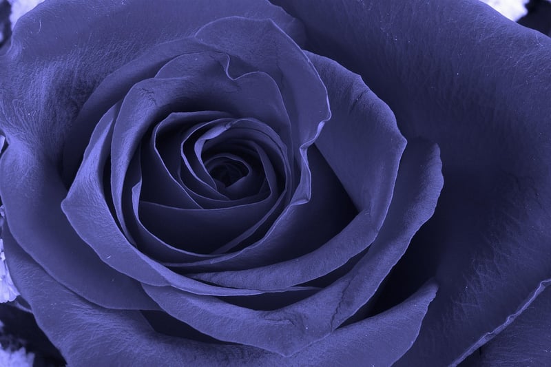 Midnight Rose